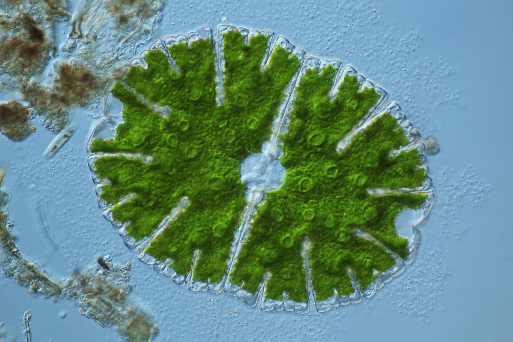 DesmidiaceenMicrasterias Teil1 Mikrofotografie und Makrofotografie